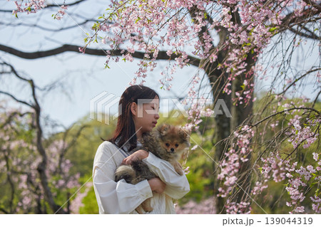 春の桜満開の公園で可愛いポメラニアンの子犬を連れて花見する女子中学生の姿 春の桜満開の公園で可愛いポメラニアンの子犬を連れて花見する女子中学生の姿 139044319
