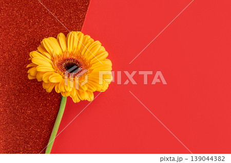 Beautiful yellow Gerbera flower on a bright red background. 139044382
