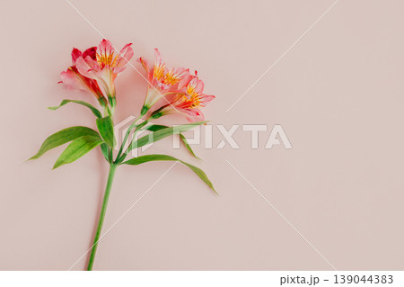 Beautiful Alstroemeria flowers on a pink pastel background. 139044383