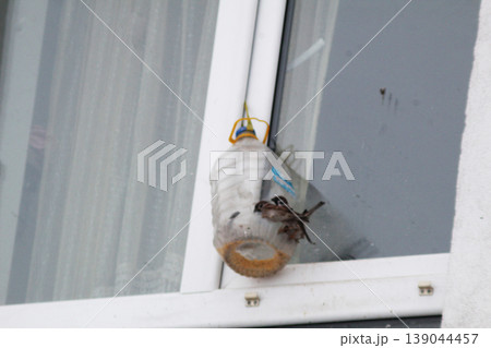 Sparrows sitting in a trough on the window Sparrows sitting in a trough on the window 139044457