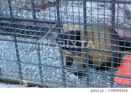 Metal fence mesh made of rods for the protection and protection of animals humans Metal fence mesh made of rods for the protection and protection of animals humans 139044466