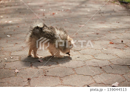 春の公園で楽しく遊んでいる可愛いポメラニアンの子犬の様子 春の公園で楽しく遊んでいる可愛いポメラニアンの子犬の様子 139044513