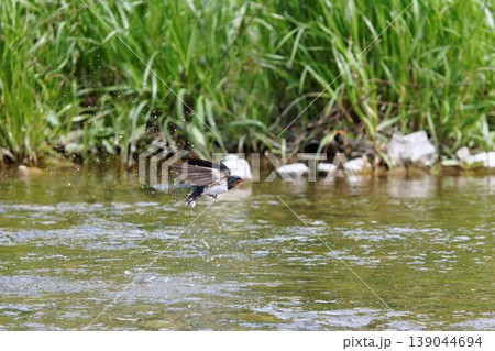水面から飛び立つツバメ 水面から飛び立つツバメ 139044694