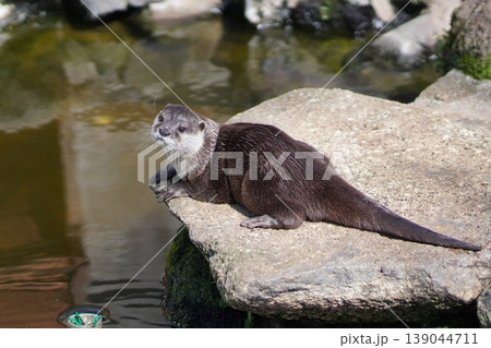 カワウソ 岩の上でくつろぐイタチ科の瞳 カワウソ 岩の上でくつろぐイタチ科の瞳 139044711