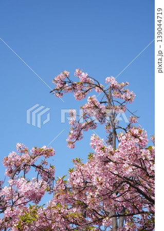 河津桜と青空　早春の抜けるような空に咲くピンクの花 139044719