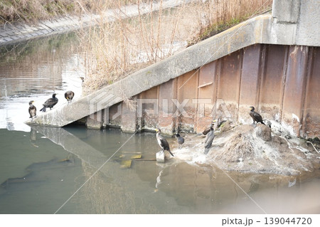 カワウの群れ　水辺の護岸に集う黒い水鳥たち 139044720