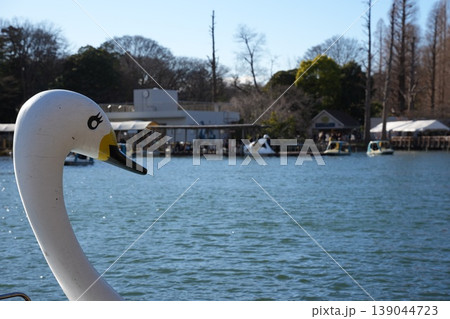 スワンボートの頭部　池とボート小屋を背景にした白鳥の顔 139044723