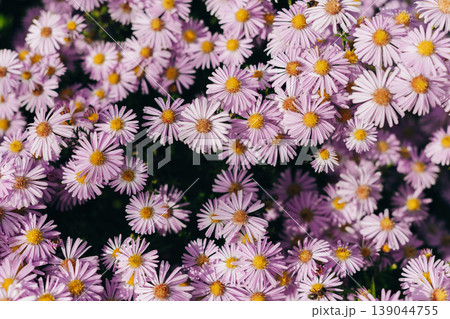 Beautiful light purple Aster flowers in a garden. Close up. 139044755