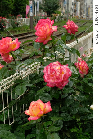 雨上がりのさくらトラム(都電荒川線)沿いに咲くピンクのバラ、複数の花が並ぶ東京の風景 雨上がりのさくらトラム(都電荒川線)沿いに咲くピンクのバラ、複数の花が並ぶ東京の風景 139044868