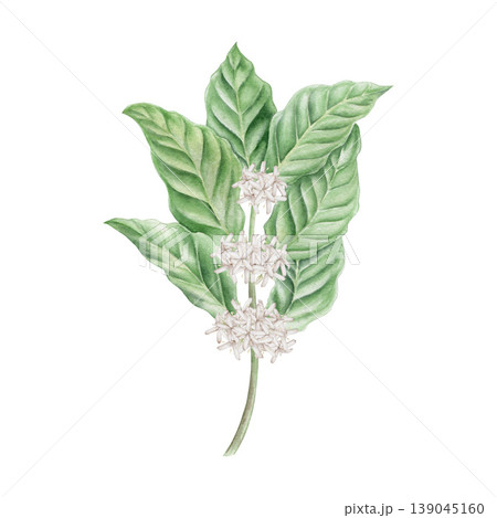 Watercolor coffee branch with white flowers illustration isolated on white. Lush green leaves of arabica for floral branding design. Hand drawn botanical clipart for organic packaging, cafe menu. Watercolor coffee branch with white flowers illustration isolated on white. Lush green leaves of arabica for floral branding design. Hand drawn botanical clipart for organic packaging, cafe menu. 139045160