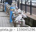 川岸の柵に留まるユリカモメたち 139045296