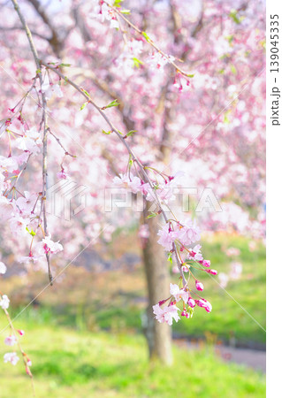 桜のある風景 139045335