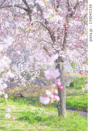 桜のある風景 139045339
