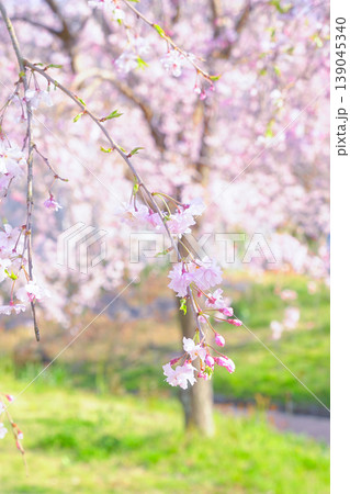 桜のある風景 桜のある風景 139045340