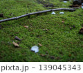 苔むした道 139045343