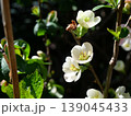 木瓜の白い花 139045433