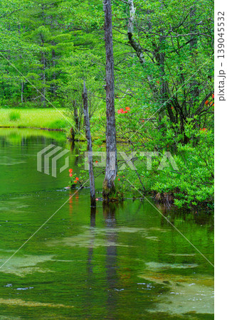長野県松本市 上高地 田代池の美しい湿原風景 139045532