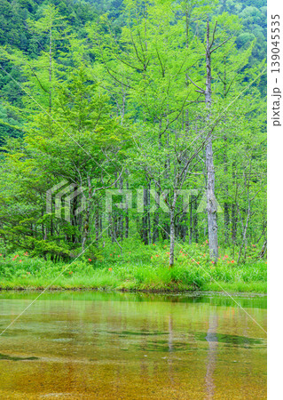 長野県松本市 上高地 田代池の美しい湿原風景 139045535