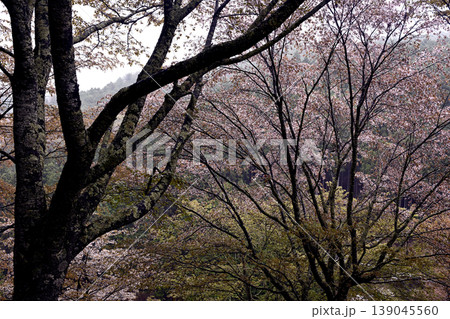 奈良、吉野千本桜 奈良、吉野千本桜 139045560