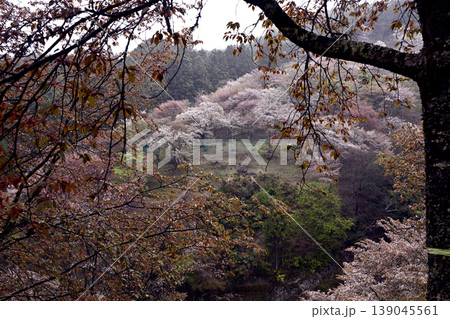 奈良、吉野千本桜 奈良、吉野千本桜 139045561