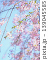 青空に映える枝垂れ桜 139045585
