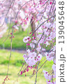 芝生の緑に映える枝垂れ桜 139045648