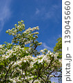 青空とハナミズキの花木　縦構図で見上げる春の爽やかな風景 139045660