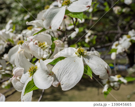ハナミズキの花のクローズアップ　白と緑の春のナチュラル背景 139045665