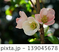 ピンクと白の木瓜の花 139045678