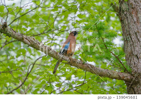 上高地で見かけたカケス 新緑の森にとまる野鳥 上高地で見かけたカケス 新緑の森にとまる野鳥 139045681