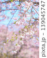 青空に映える枝垂れ桜 139045747