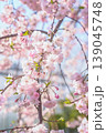 青空に映える枝垂れ桜 139045748