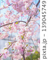 青空に映える枝垂れ桜 139045749