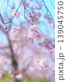 青空に映える枝垂れ桜 139045750