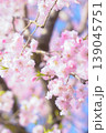 青空に映える枝垂れ桜 139045751