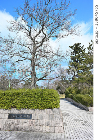 春の寺尾中央公園の広場と木々(新潟県新潟市西区) 春の寺尾中央公園の広場と木々(新潟県新潟市西区) 139045755