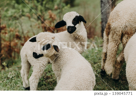 Cute little lambs grazing on the mountainside, Montenegro. Selective focus. 139045771
