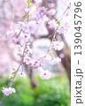 公園の緑に映える枝垂れ桜 139045796