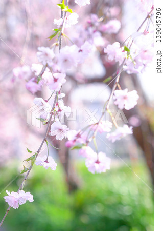公園の緑に映える枝垂れ桜 139045796
