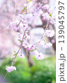 公園の緑に映える枝垂れ桜 139045797