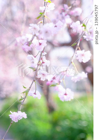 公園の緑に映える枝垂れ桜 139045797