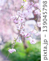 公園の緑に映える枝垂れ桜 139045798