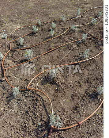 New plants arranged in rows with irrigation tubing in a garden on a sunny day New plants arranged in rows with irrigation tubing in a garden on a sunny day 139045831