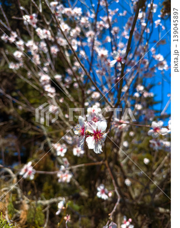 Blossoms appear on a tree during a sunny day in spring in a park with vibrant blue sky and bright sunlight illuminating the flowers Blossoms appear on a tree during a sunny day in spring in a park with vibrant blue sky and bright sunlight illuminating the flowers 139045897