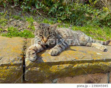Gray cat resting on a stone wall in a sunny outdoor area with green grass and plants around in the early afternoon Gray cat resting on a stone wall in a sunny outdoor area with green grass and plants around in the early afternoon 139045945