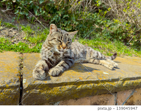 Cat rests on stone wall under sunlight near green plants in a garden during midday hours Cat rests on stone wall under sunlight near green plants in a garden during midday hours 139045947