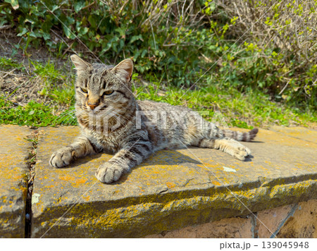 Cat rests on stone wall in sunny outdoor area surrounded by grass and plants during daytime Cat rests on stone wall in sunny outdoor area surrounded by grass and plants during daytime 139045948