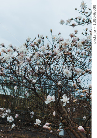 Flowers bloom on a tree in early spring at a local park in the afternoon with cloudy skies overhead and bare branches visible 139046009