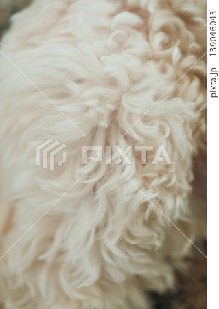 Mix breed dog curls are visible in close view during outdoor playtime on a sunny afternoon in a quiet garden setting Mix breed dog curls are visible in close view during outdoor playtime on a sunny afternoon in a quiet garden setting 139046043