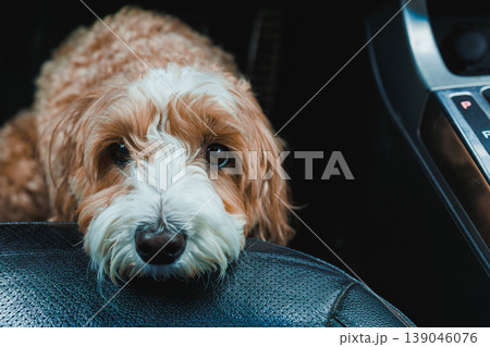 Mix of Toy Poodle and Havanese dog resting in a car interior while waiting for its owner to return from a store nearby Mix of Toy Poodle and Havanese dog resting in a car interior while waiting for its owner to return from a store nearby 139046076